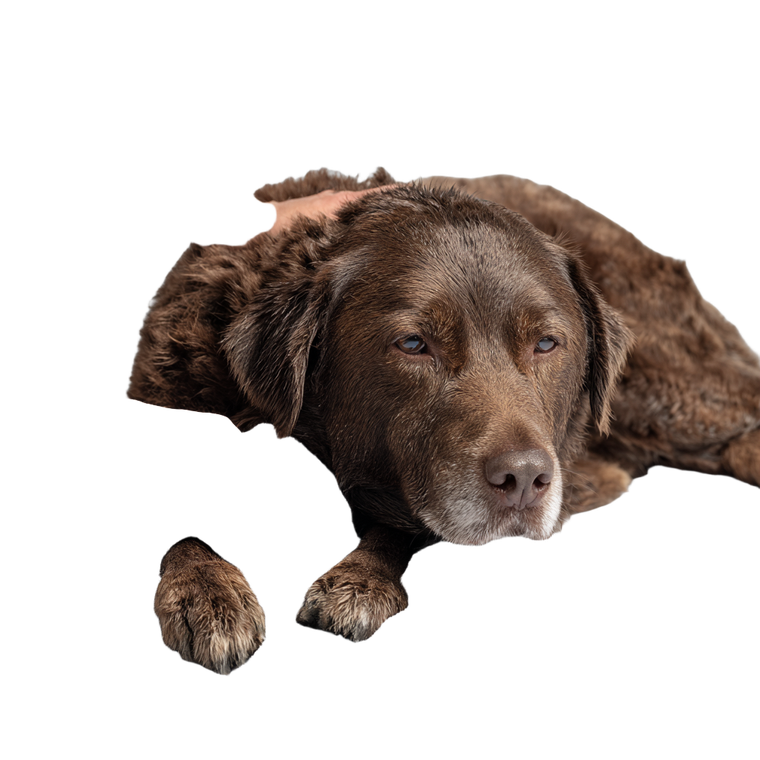 Relaxed Dog Care Vinyl Car Decal Sticker – Waterproof & UV-Resistant 6.826666666666667"
