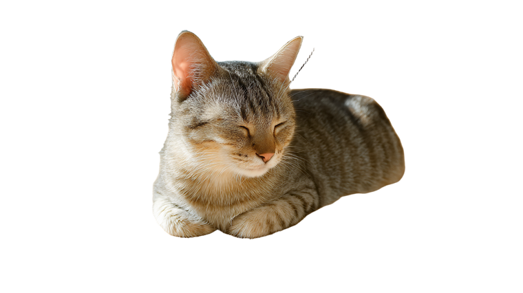 Weak Tabby Cat Vinyl Car Decal Sticker – Waterproof & UV-Resistant 2.72"