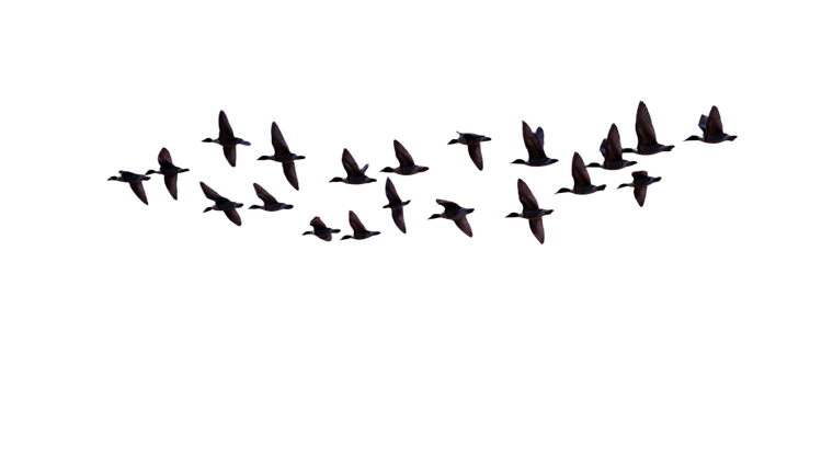 Migratory Swallows Sunset Vinyl Car Decal Sticker – Waterproof & UV-Resistant 2.72"