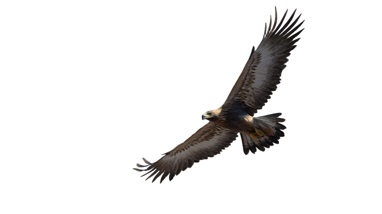 Soaring Eagle V13 Vinyl Car Decal Sticker – Waterproof & UV-Resistant 2.72"