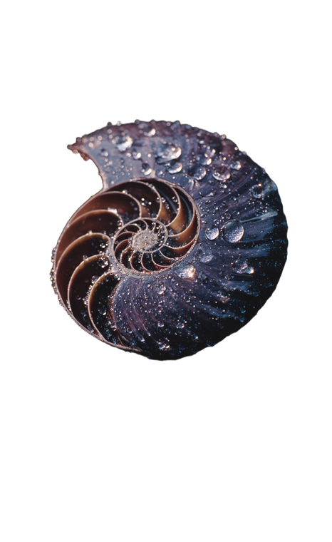 Moonlit Nautilus Shell Vinyl Car Decal Sticker – Waterproof & UV-Resistant 4.693333333333333"