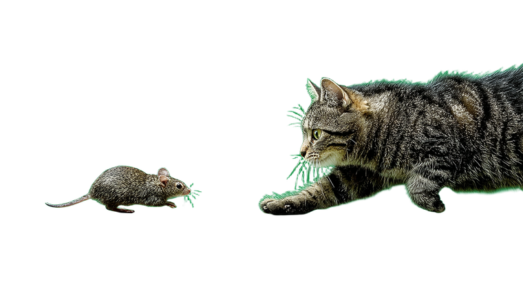 Cat Chasing Mouse V4 Vinyl Car Decal Sticker – Waterproof & UV-Resistant 5.4
