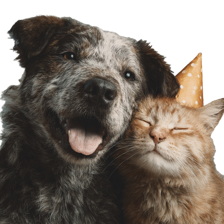 Dog And Cat V16 Vinyl Car Decal Sticker – Waterproof & UV-Resistant 6.826666666666667"