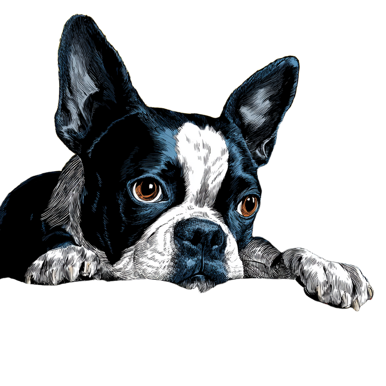 Comic Book Terrier Vinyl Car Decal Sticker – Waterproof & UV-Resistant 3.4133333333333336"