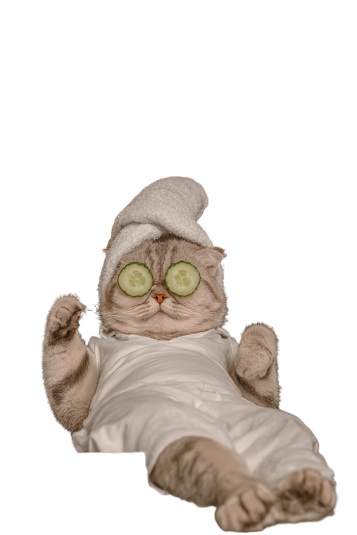 Persian Cat Spa Vinyl Car Decal Sticker – Waterproof & UV-Resistant 8.96"