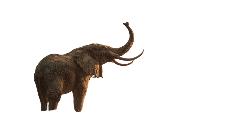 Elephant Raising Trunk Vinyl Car Decal Sticker – Waterproof & UV-Resistant 2.72"