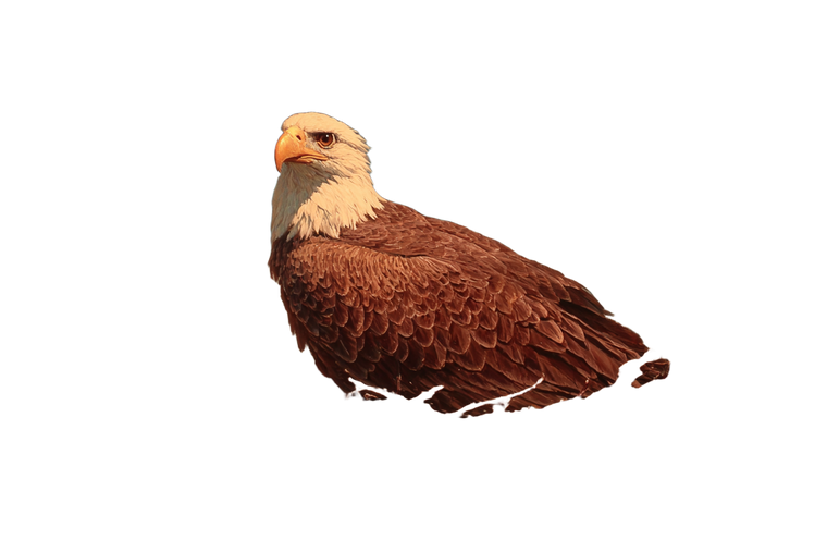 Bald Eagle Nest Vinyl Car Decal Sticker – Waterproof & UV-Resistant 2.986666666666667"