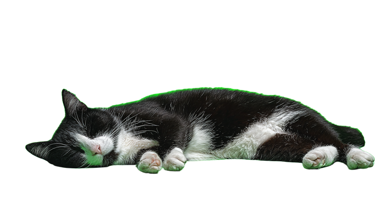 Sleeping Tuxedo Cat V2 Vinyl Car Decal Sticker – Waterproof & UV-Resistant 5.4