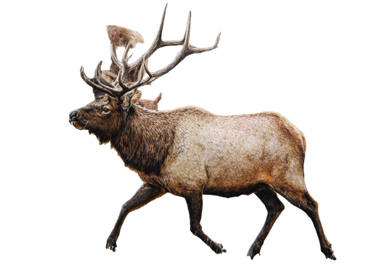 Bull Elk Bugling Vinyl Car Decal Sticker – Waterproof & UV-Resistant 6.1866666666666665"