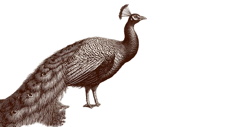 Peacock On Tree Vinyl Car Decal Sticker – Waterproof & UV-Resistant 2.72"