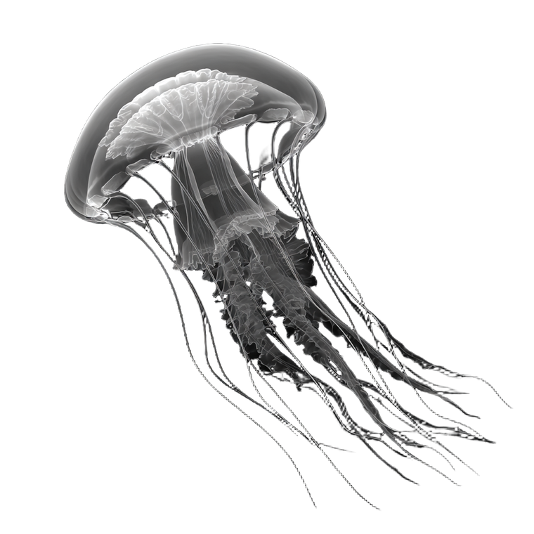 Immortal Jellyfish Vinyl Car Decal Sticker – Waterproof & UV-Resistant 6.826666666666667"