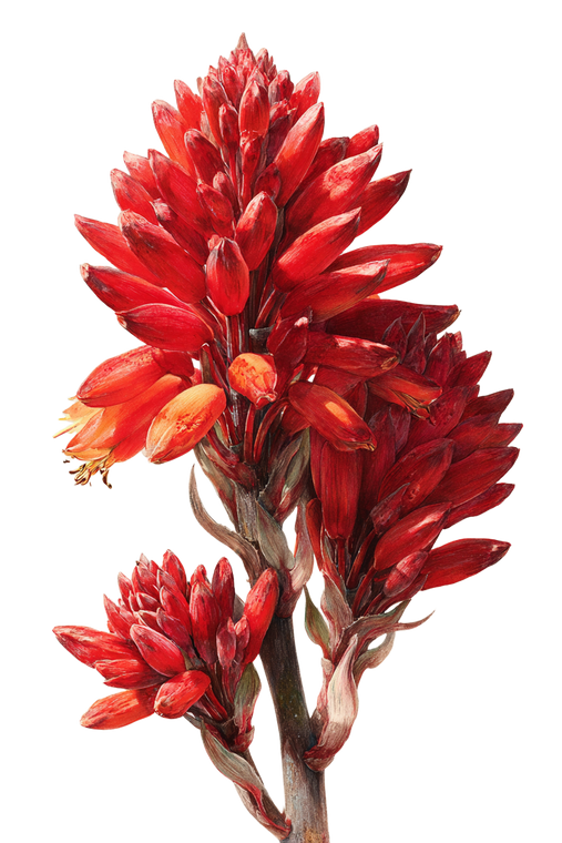 Red Blooming Aloe Vinyl Car Decal Sticker – Waterproof & UV-Resistant 8.96"