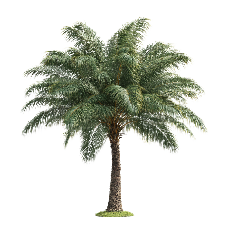 Tropical Palm Tree V3 Vinyl Car Decal Sticker – Waterproof & UV-Resistant 6.826666666666667"