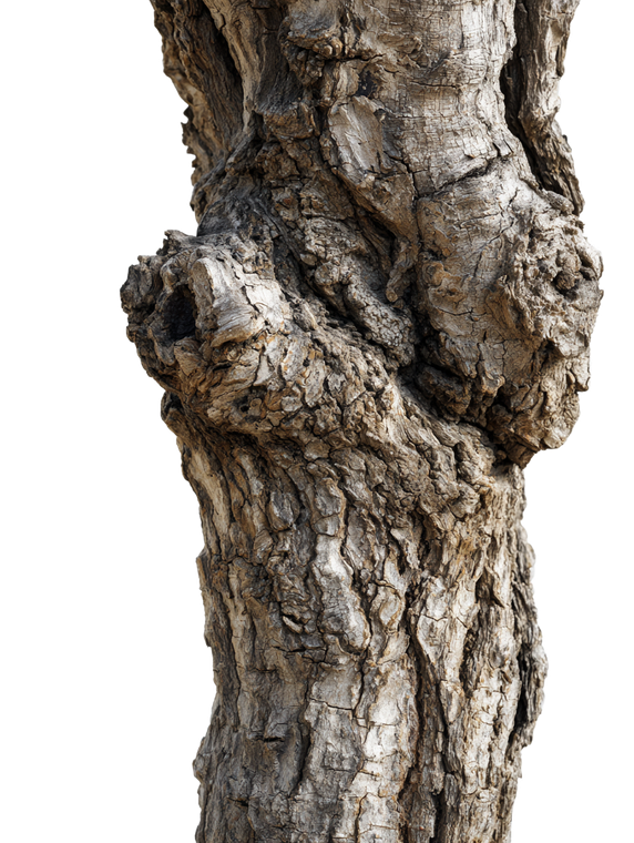 Oak Tree Trunk V2 Vinyl Car Decal Sticker – Waterproof & UV-Resistant 8.213333333333333"