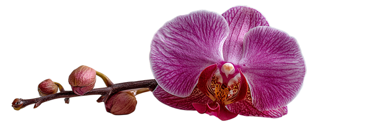 Hawaiian Orchid Close-Up Vinyl Car Decal Sticker – Waterproof & UV-Resistant 4.266666666666667"