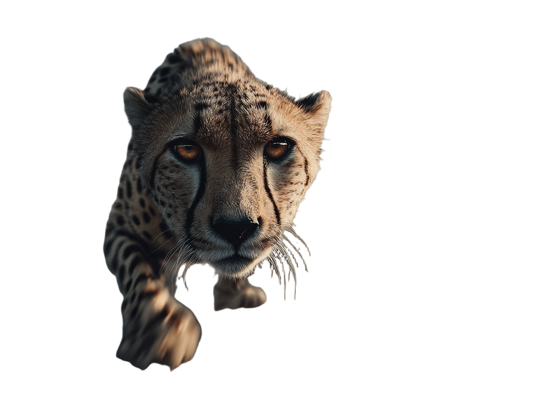 Cheetah Vs Race Cars Vinyl Car Decal Sticker – Waterproof & UV-Resistant 6.1866666666666665"