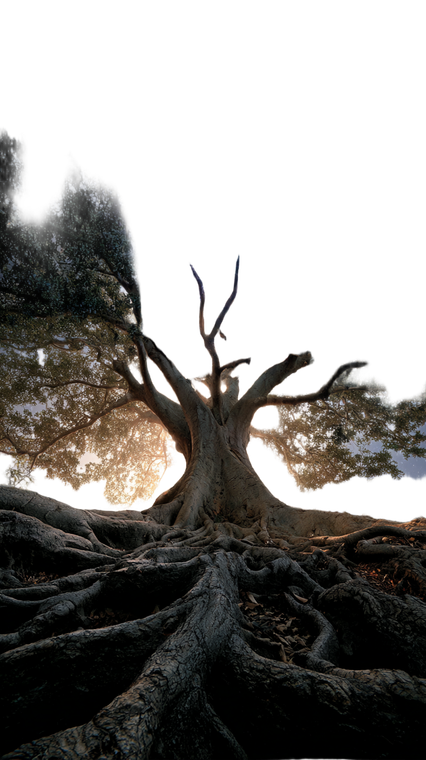 Cosmic Oak Tree V2 Vinyl Car Decal Sticker – Waterproof & UV-Resistant 4.8533333333333335"
