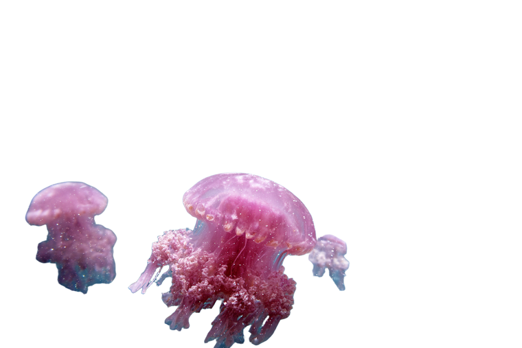 Sky Jellyfish City Vinyl Car Decal Sticker – Waterproof & UV-Resistant 2.986666666666667"