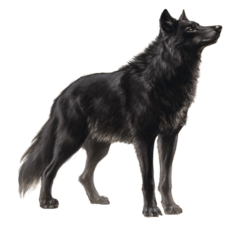 Black Wolf V13 Vinyl Car Decal Sticker – Waterproof & UV-Resistant 3.4133333333333336"