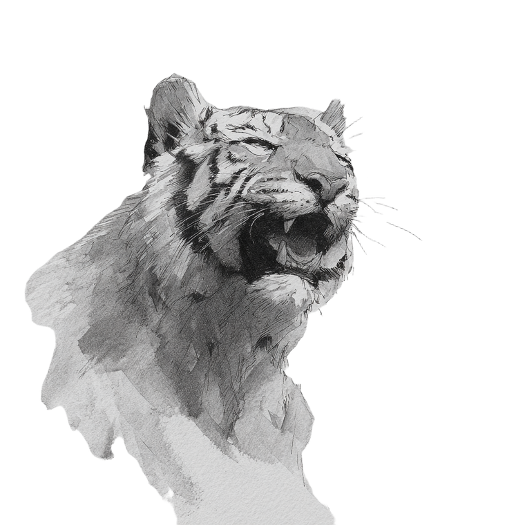 Smiling Tiger Sketch Vinyl Car Decal Sticker – Waterproof & UV-Resistant 3.4133333333333336"