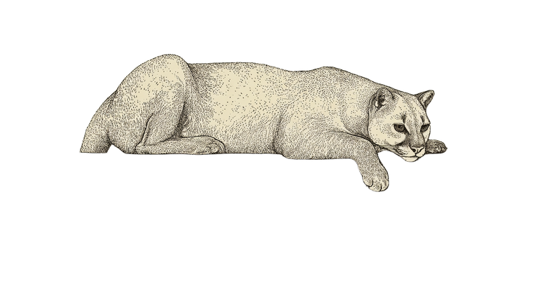 Jaguarundi Illustration Vinyl Car Decal Sticker – Waterproof & UV-Resistant 2.72"