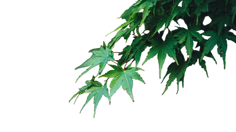 Green Maple Leaves V2 Vinyl Car Decal Sticker – Waterproof & UV-Resistant 2.72"