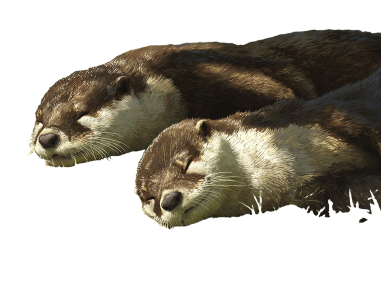 Relaxing Otters Vinyl Car Decal Sticker – Waterproof & UV-Resistant 3.0933333333333333"