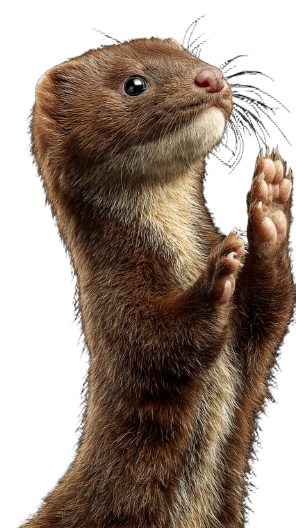 Waving Weasel Vinyl Car Decal Sticker – Waterproof & UV-Resistant 9.706666666666667"