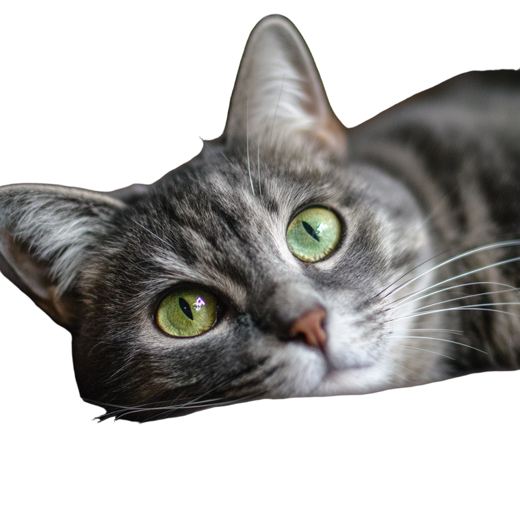 Gray Tabby Cat V9 Vinyl Car Decal Sticker – Waterproof & UV-Resistant 6.826666666666667"