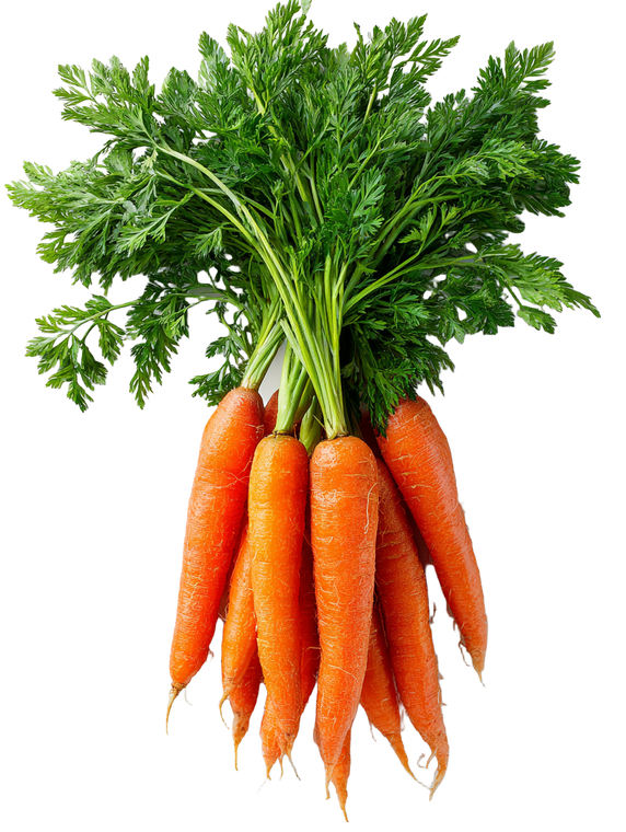 Fresh Carrots Bunch Vinyl Car Decal Sticker – Waterproof & UV-Resistant 4.1066666666666665"