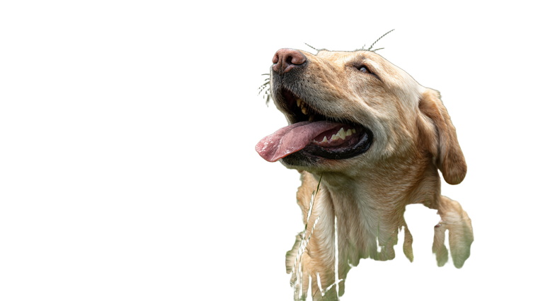 Labrador Eating Grass Vinyl Car Decal Sticker – Waterproof & UV-Resistant 2.72"