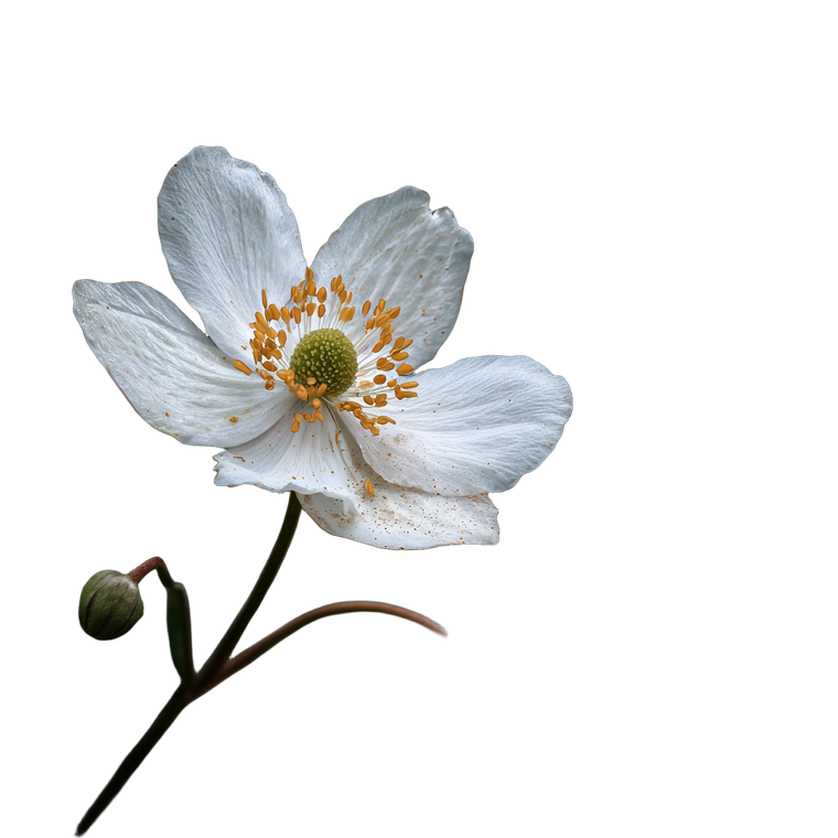 White Flower V7 Vinyl Car Decal Sticker – Waterproof & UV-Resistant 3.4133333333333336"