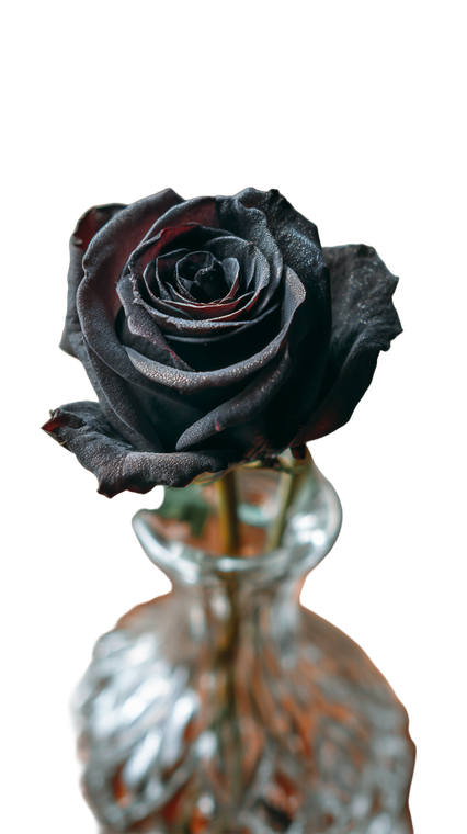 Black Rose V8 Vinyl Car Decal Sticker – Waterproof & UV-Resistant 9.706666666666667"