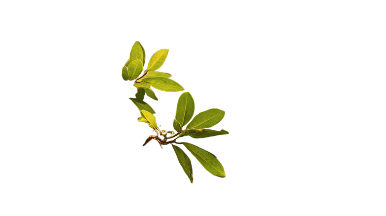 Lush Tree Branch V2 Vinyl Car Decal Sticker – Waterproof & UV-Resistant 2.72"
