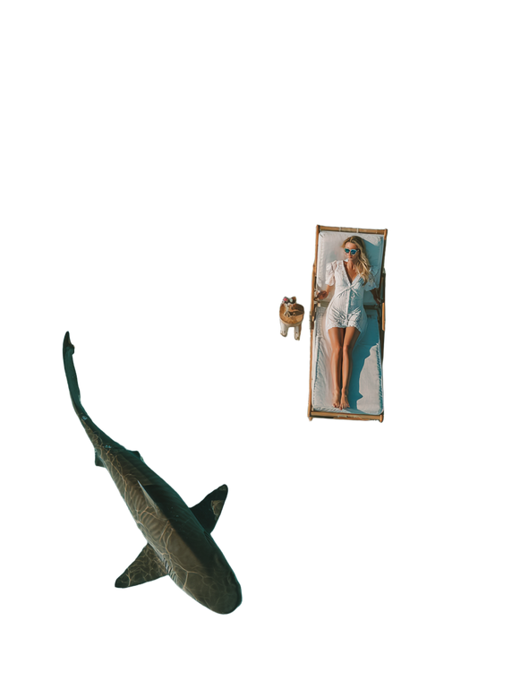 Beach Model Shark Vinyl Car Decal Sticker – Waterproof & UV-Resistant 8.213333333333333"