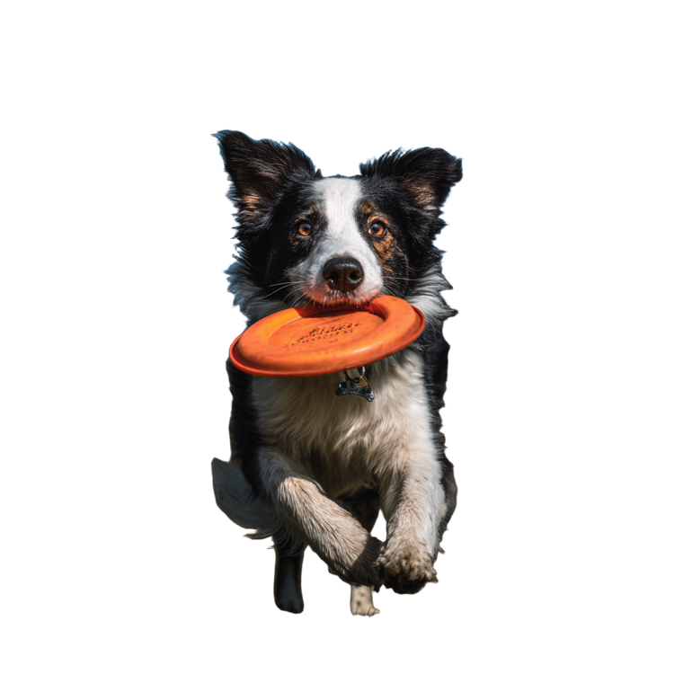 Border Collie Frisbee Vinyl Car Decal Sticker – Waterproof & UV-Resistant 3.4133333333333336"