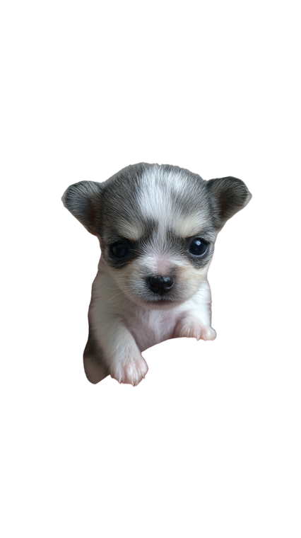 Tiny Climbing Puppy Vinyl Car Decal Sticker – Waterproof & UV-Resistant 9.706666666666667"