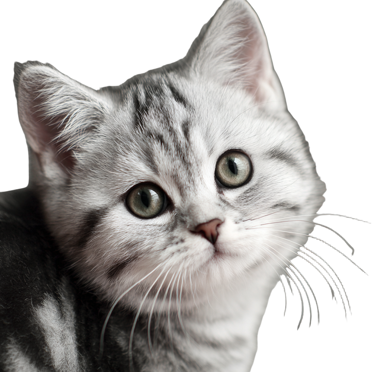 Silver Tabby Kitten Vinyl Car Decal Sticker – Waterproof & UV-Resistant 3.4133333333333336"