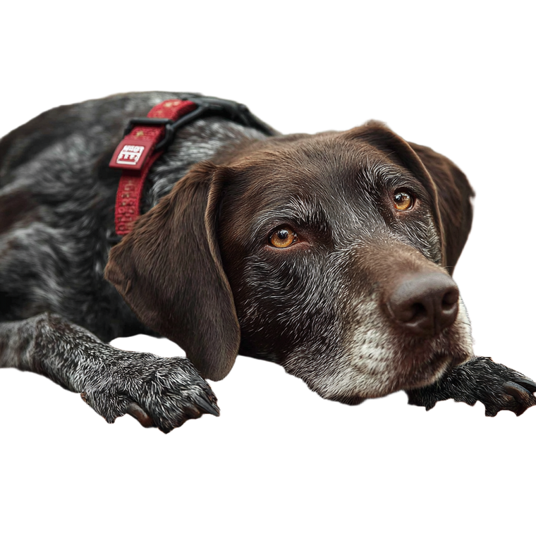 Curious Forest Dog Vinyl Car Decal Sticker – Waterproof & UV-Resistant 6.826666666666667"