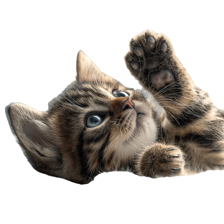 Tiny Dreamy Kitten Vinyl Car Decal Sticker – Waterproof & UV-Resistant 3.4133333333333336"