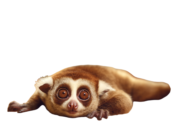 Cute Slow Loris V3 Vinyl Car Decal Sticker – Waterproof & UV-Resistant 6.1866666666666665"