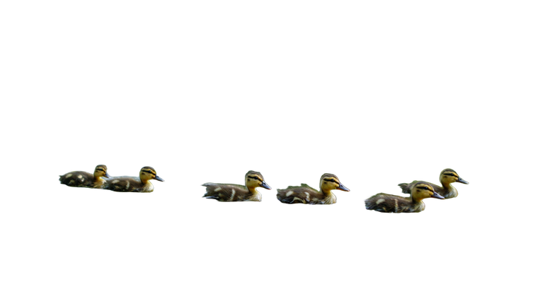 Swimming Ducklings Vinyl Car Decal Sticker – Waterproof & UV-Resistant 5.4