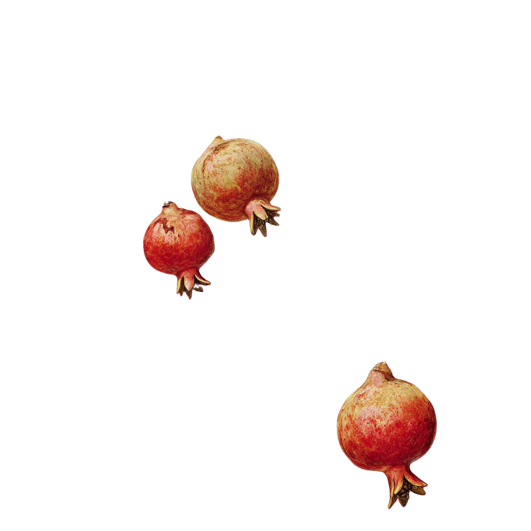 Pomegranate Branch V4 Vinyl Car Decal Sticker – Waterproof & UV-Resistant 3.4133333333333336"