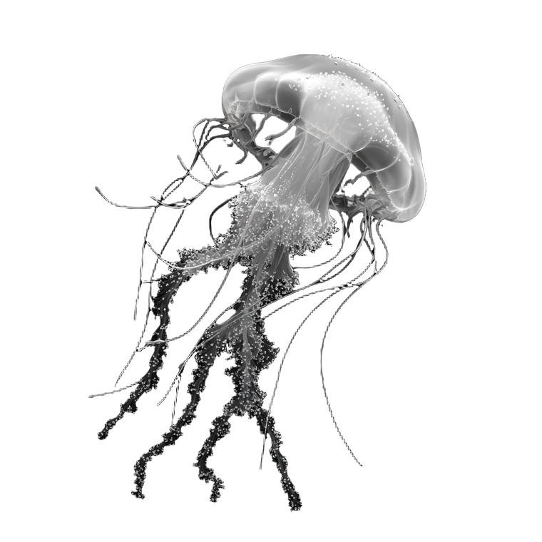 Realistic Jellyfish V2 Vinyl Car Decal Sticker – Waterproof & UV-Resistant 3.4133333333333336"