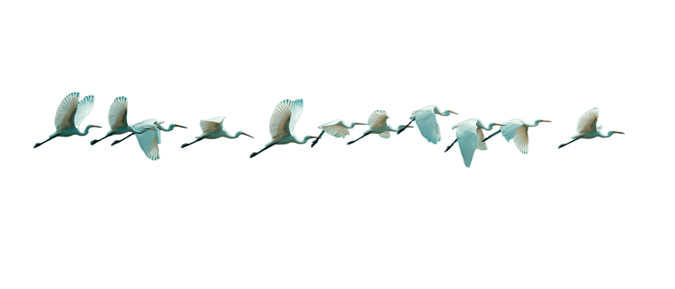 Egrets On Qinghai Vinyl Car Decal Sticker – Waterproof & UV-Resistant 4.