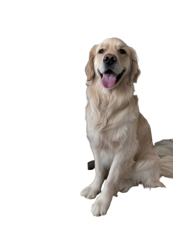 Golden Retriever Snapshot Vinyl Car Decal Sticker – Waterproof & UV-Resistant 8.213333333333333"