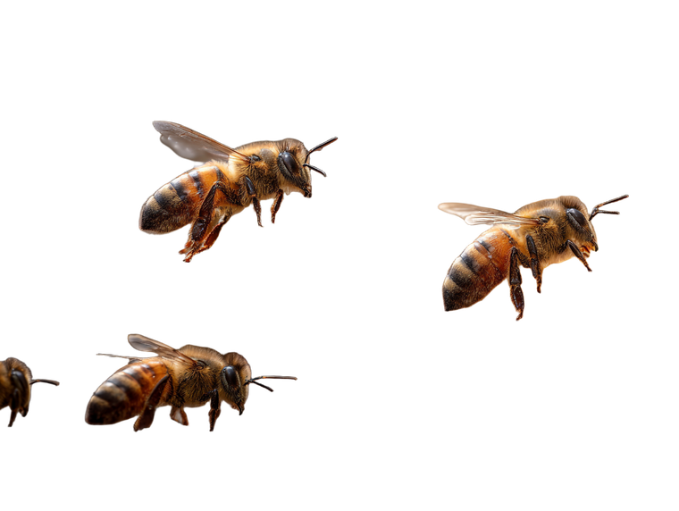 Bees On Honeycomb V4 Vinyl Car Decal Sticker – Waterproof & UV-Resistant 3.0933333333333333"