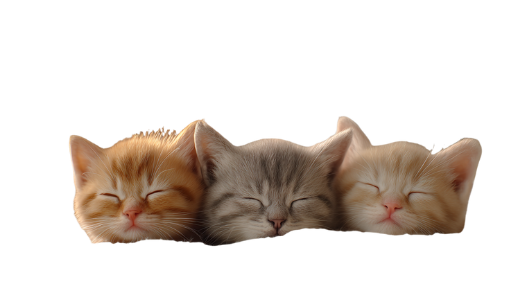 Sleeping Baby Kittens Vinyl Car Decal Sticker – Waterproof & UV-Resistant 5.4