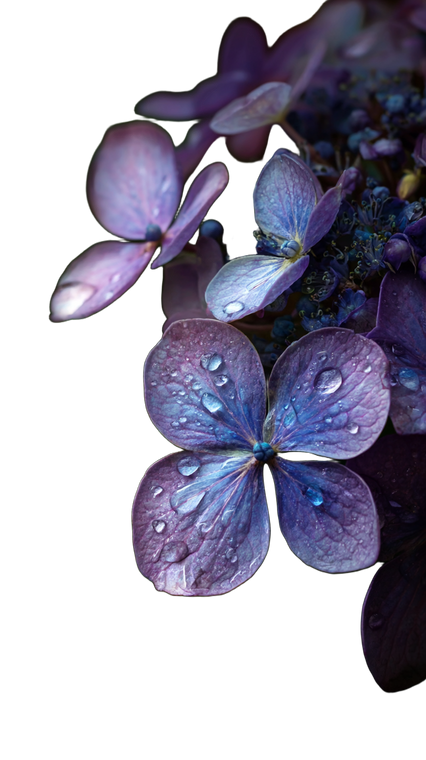 Hydrangea Rain Vinyl Car Decal Sticker – Waterproof & UV-Resistant 4.8533333333333335"