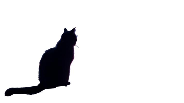 Neon Cat Rooftop Vinyl Car Decal Sticker – Waterproof & UV-Resistant 2.72"